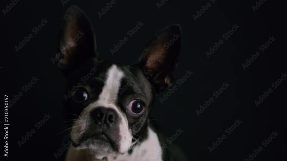 Adorable Boston Terrier Puppy Close Up On Black Background 1.mov Adorable Boston Terrier Puppy Close Up On Black Background 1.mov