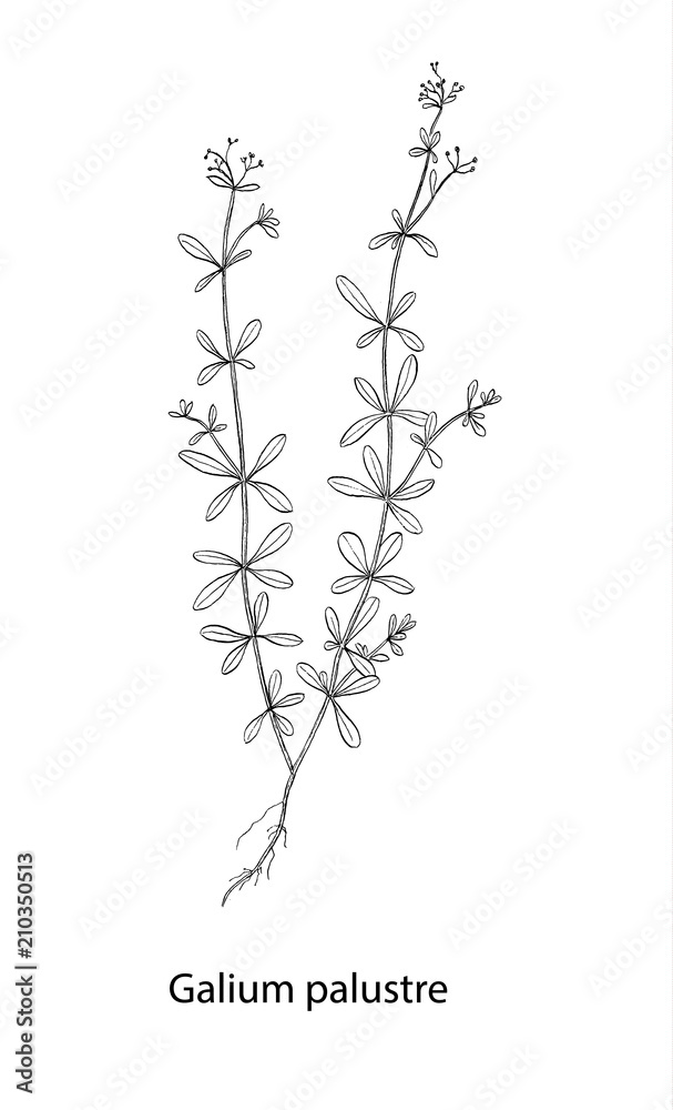 Galium palustre botanical draw