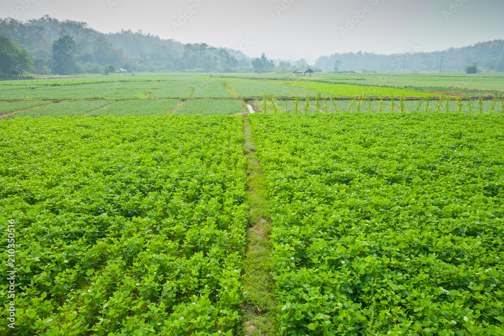 A Green field of choy sum is growth at vegetable garden farm located at north of thailand