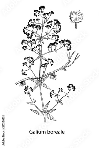 Galium boreale handdrawn illustration