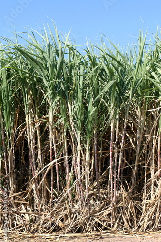 Sugar cane plants grow in field  Plantation Sugar cane tree farm  Background of sugarcane field