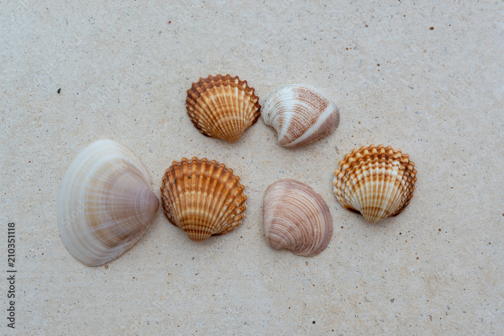 Viele Muscheln auf grauem Stein Hintergrund - Urlaub Bild Viele Muscheln auf grauem Stein Hintergrund - Urlaub Bild