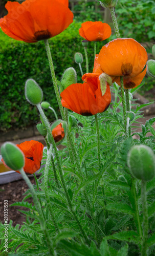 Fototapeta Naklejka Na Ścianę i Meble -  Beautiful flowers and buds of the blossoming red poppy in the garden.