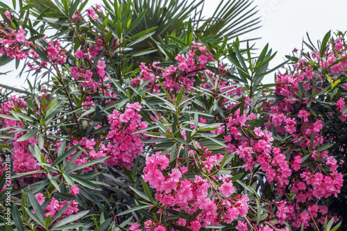 Blooming oleander in the park of Sochi. Russia.