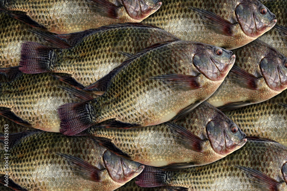 Tilapia, fresh nile tilapia fish many for background Tilapia, fresh nile tilapia fish many for background