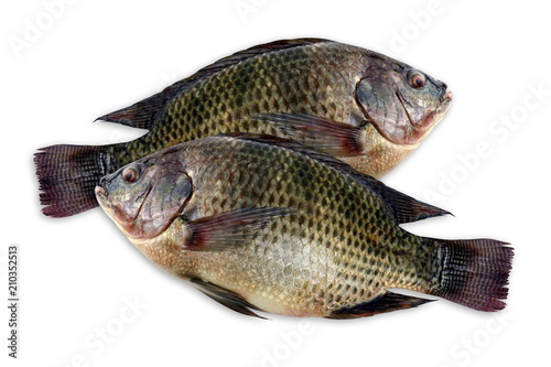 Fotografía Tilapia, fresh nile tilapia fish isolated on white background