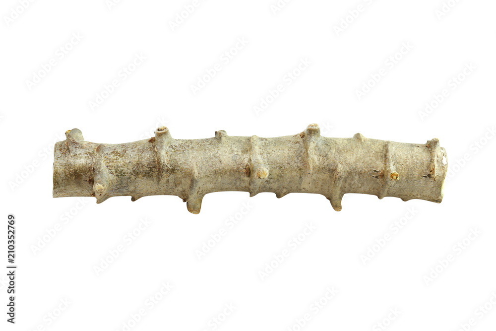 Cassava cut, Tapioca, Cassava, Manioc, a Tapioca tree trunk piece cut ...