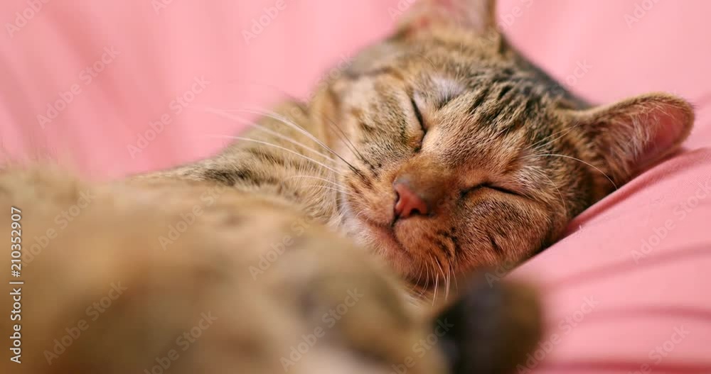 Adorable lovely cat sleeping Adorable lovely cat sleeping