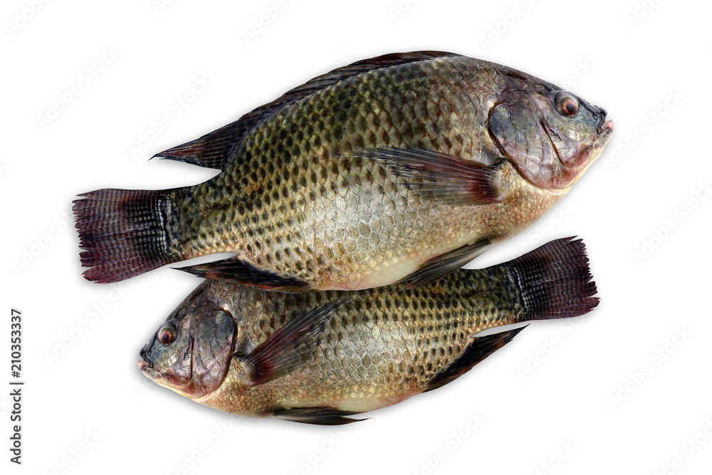 Tilapia, fresh nile tilapia fish on white background Tilapia, fresh nile tilapia fish on white background
