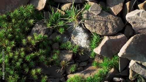 Green moss in mountain forest, close up texture. photo