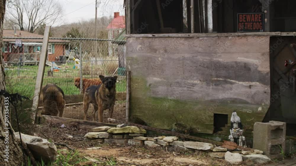 Angry German Shepherds Caged In Yard Barking.mov Angry German Shepherds Caged In Yard Barking.mov