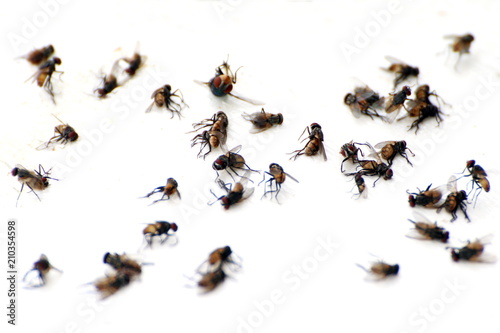 fly, pile fly, many the bulk of the flies fly dead on white ground, flies are carriers of typhoid tuberculosis (selective focus) © cgdeaw