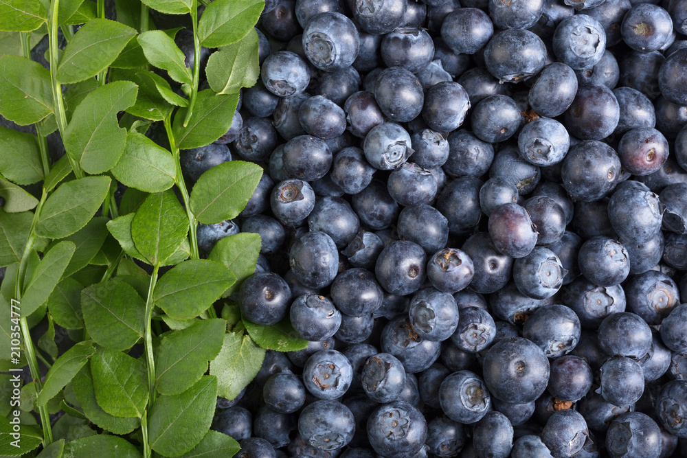 Ripe and juicy fresh picked blueberries closeup. Ripe and juicy fresh picked blueberries closeup.
