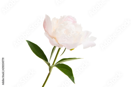 Peony flowers isolated