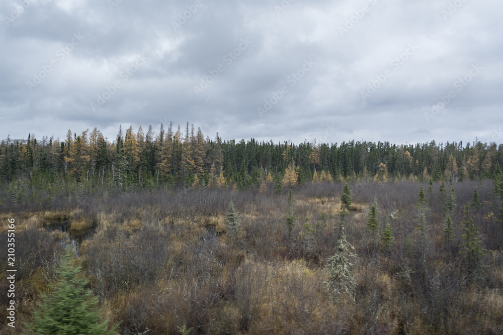 Autumn land of gray bushes and colorful trees Autumn land of gray bushes and colorful trees