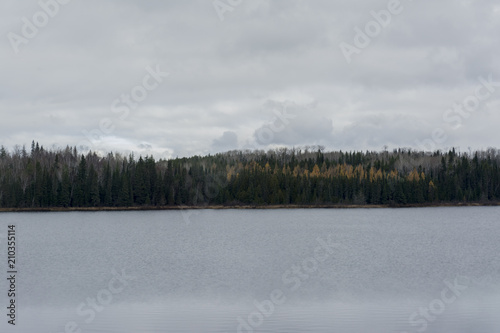 After the rain gray day forest in autumn