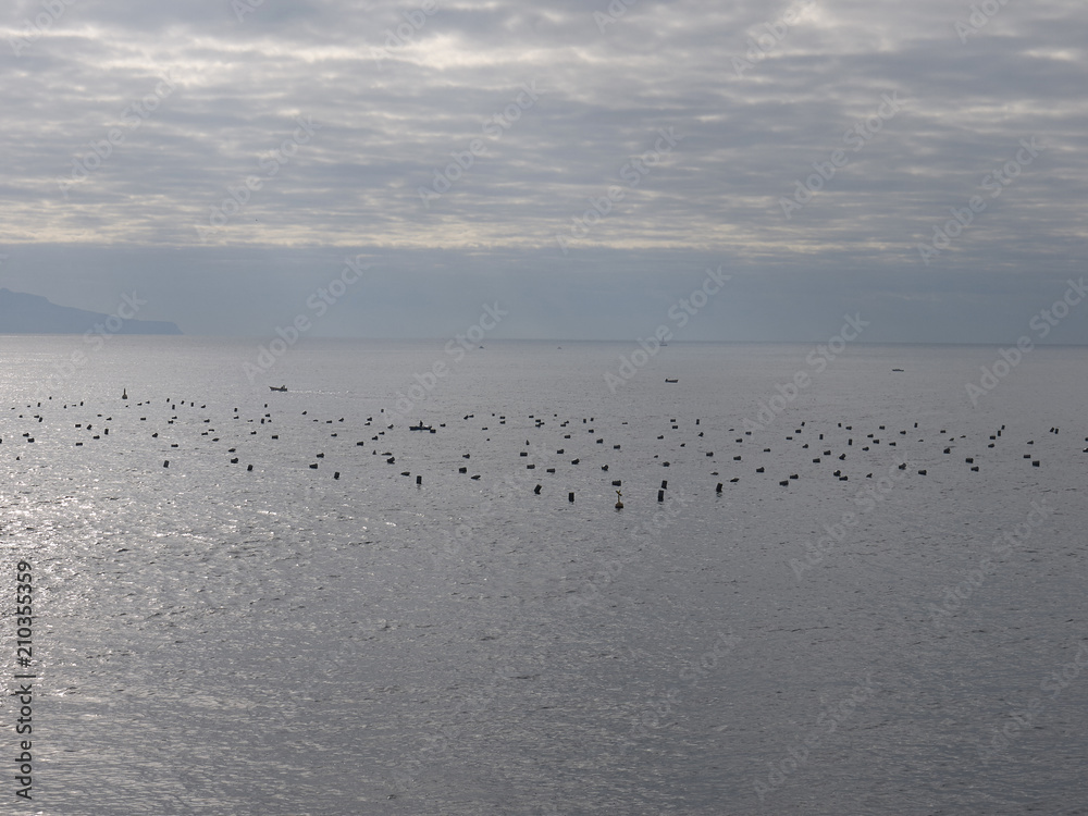 breeding mussels in Naples breeding mussels in Naples