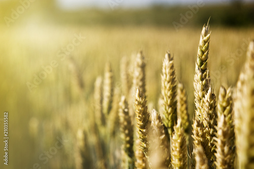 Ripe spikelets of a boundless wheat field close-up