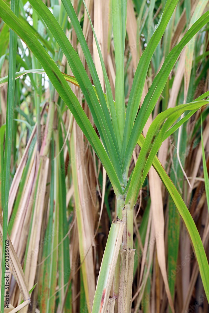 Obraz premium Sugar cane tree plantation, Sugarcane leaves fresh green close-up