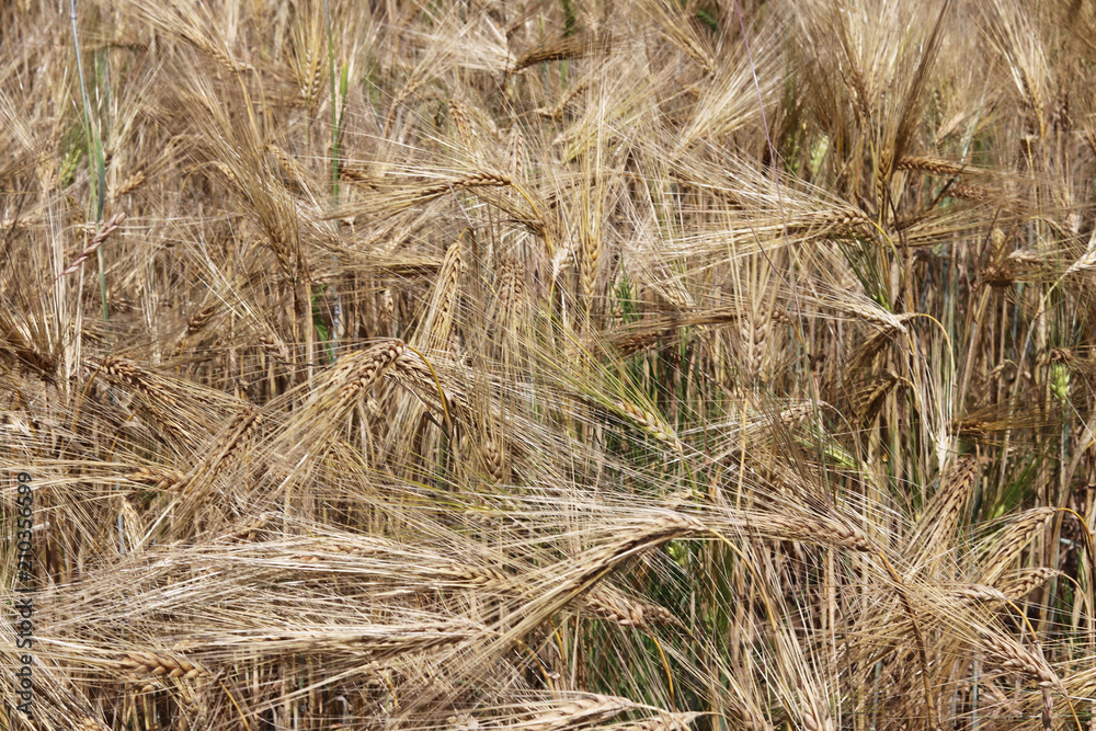 Fototapeta premium A field of rye and barley. Maturation of the future harvest. Agrarian sector of the agricultural industry. Plant farm. Growing of cereal crops. Source of food and well-being.