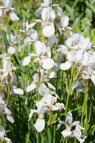 Fototapeta Naklejka Na Ścianę i Meble -  Snow prince iris sibirica white flowers vertical