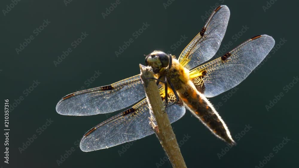 Four-spotted chaser 