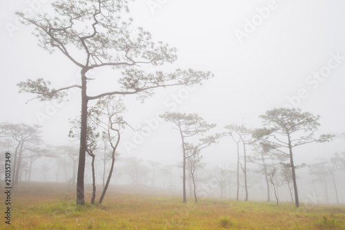 Beautiful forest green tree with foggy cloudy at raining season located north of Thailand