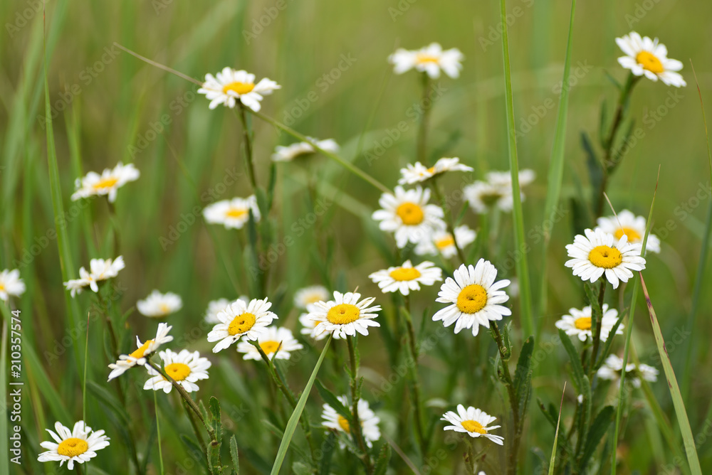 Macro Flower Chamomile Field Macro Flower Chamomile Field
