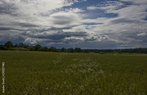 Midsummer landscape at Lov   in Stockholm