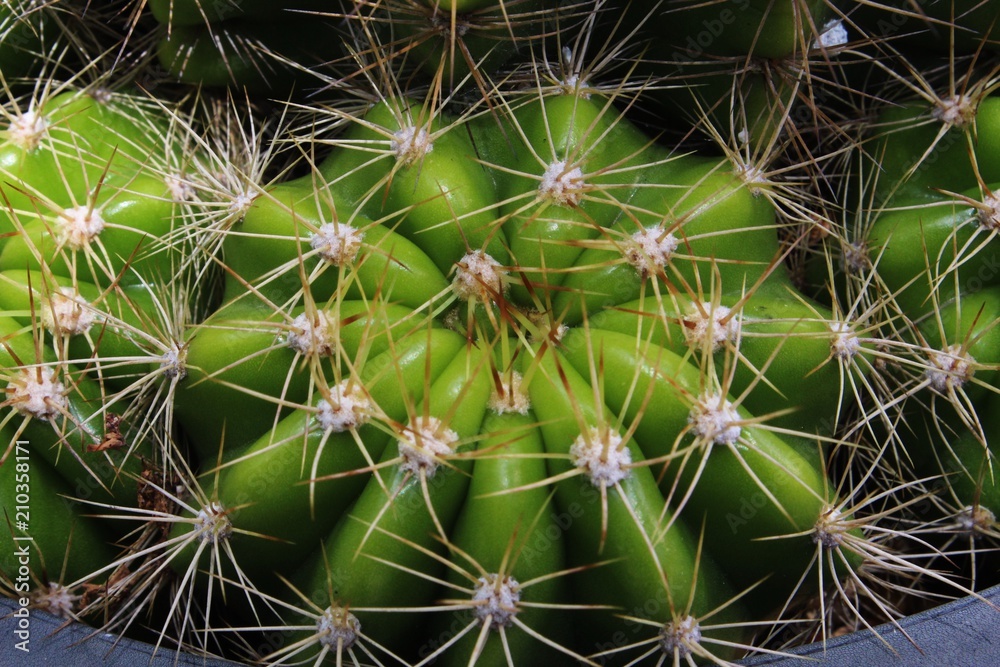 close-up of the cactus in the garden close-up of the cactus in the garden