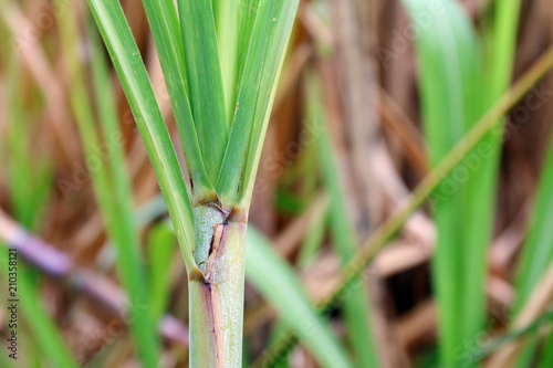 Sugar cane leaves fresh green close-up, Sugarcane agriculture, Sugarcane plantation © cgdeaw