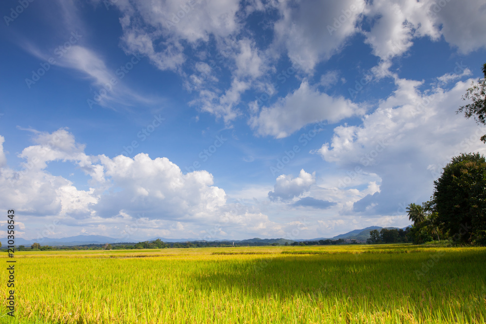 Rice green field in front of mountain under clear sky landscape view located at north of Thailand Rice green field in front of mountain under clear sky landscape view located at north of Thailand