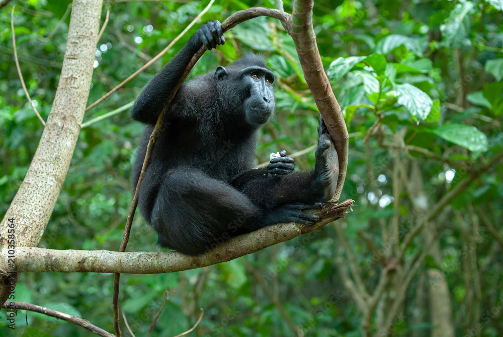 Celebes crested macaque (Macaca nigra), Tangkoko, Sulawesi, Indonesia Celebes crested macaque (Macaca nigra), Tangkoko, Sulawesi, Indonesia