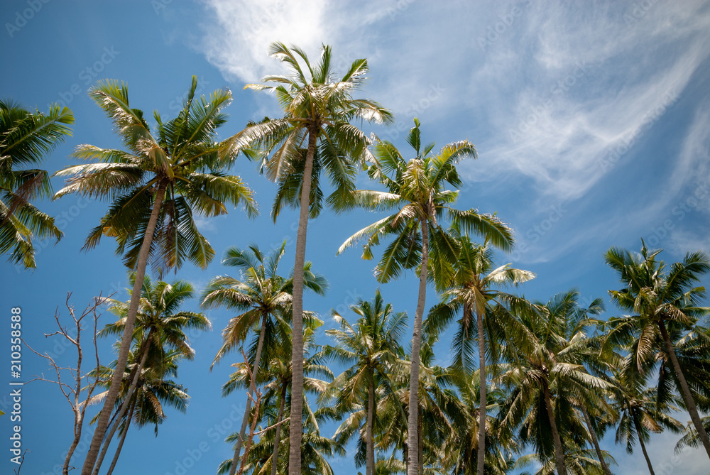 Palm trees against blues sky on a tropical island