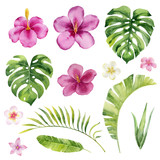 Tropical flowers and leaves