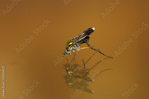 Semaphore Fly - Poecilobothrus nobilitatus photo