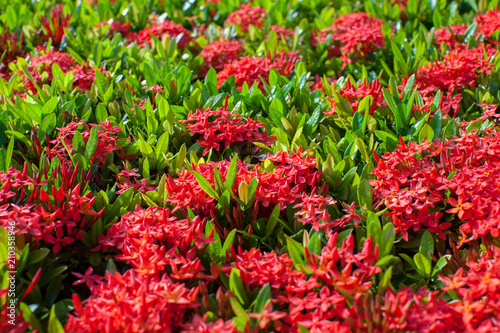 A red color Rauvolfia in garden