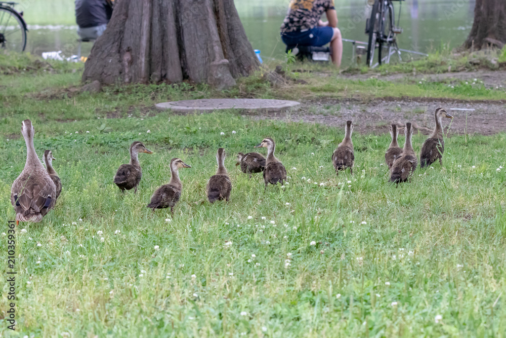 The baby birds of Grey duck in the Toneri park in Tokyo, Japan / Toneri park is a public park in Tokyo The baby birds of Grey duck in the Toneri park in Tokyo, Japan / Toneri park is a public park in Tokyo
