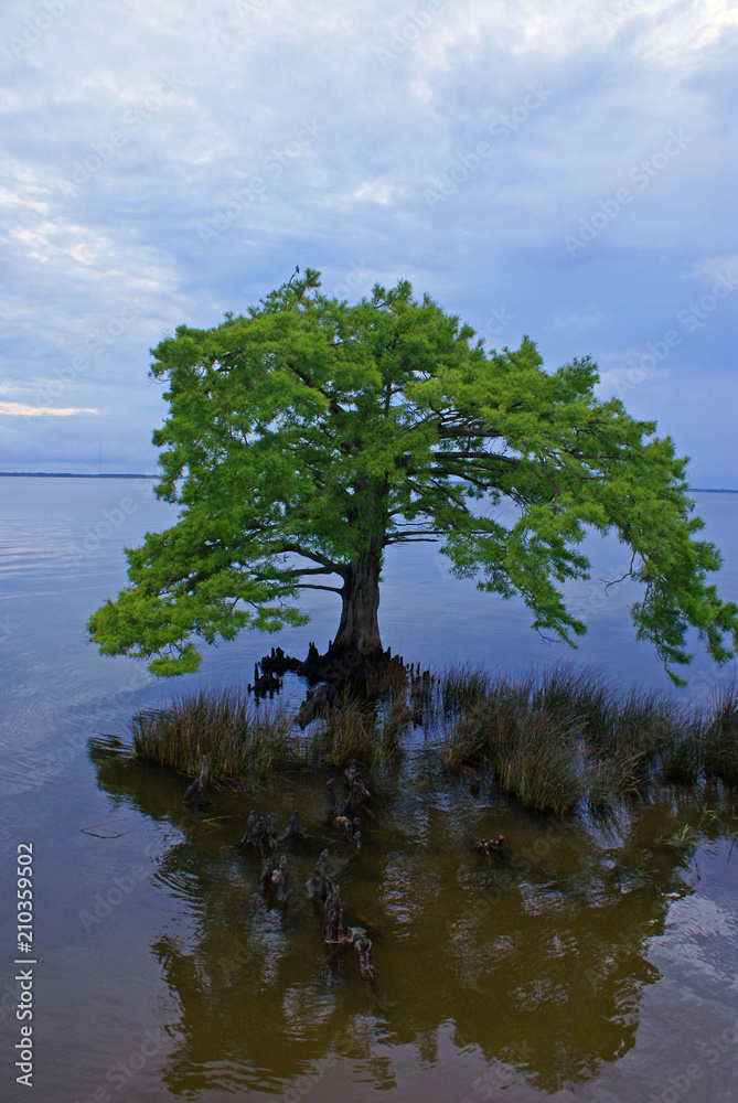 Obraz premium SONY DSC