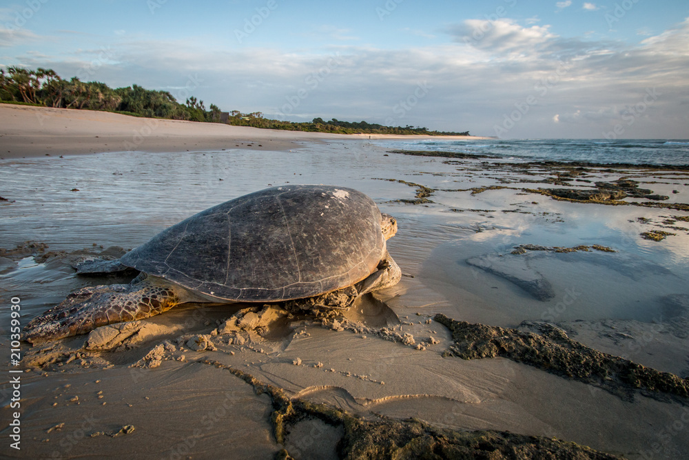 Obraz premium Female Green sea turtle on the beach.
