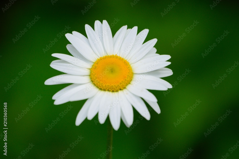 Obraz premium Daisy Close-up in Field