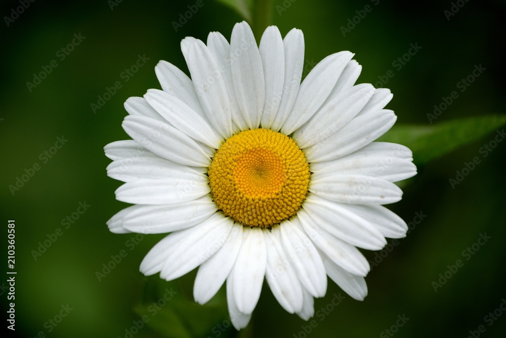 Daisy Close-up Daisy Close-up