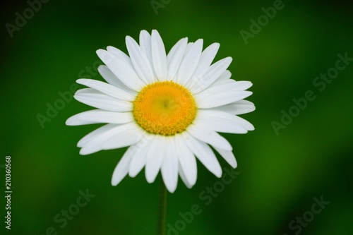 Daisy Close-up in Field