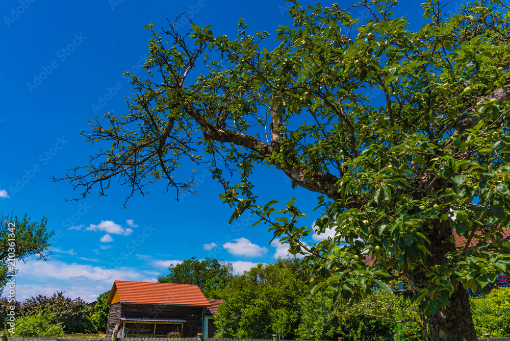 Apfelbaum am Bauernhof im Sommer Apfelbaum am Bauernhof im Sommer