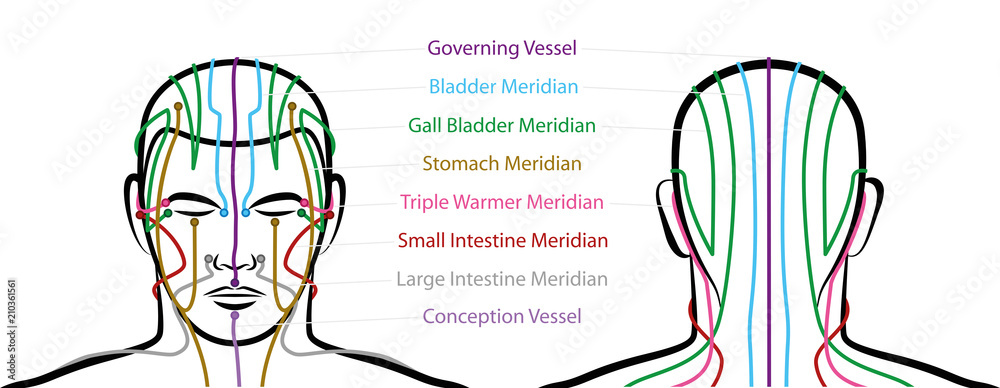 Meridians of the head with acupuncture points - anterior and posterior  view. Traditional Chinese Medicine. Isolated vector illustration on white  background. Stock-Vektorgrafik | Adobe Stock