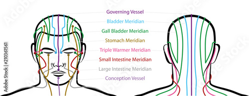Meridians of the head with acupuncture points - anterior and posterior view. Traditional Chinese Medicine. Isolated vector illustration on white background.