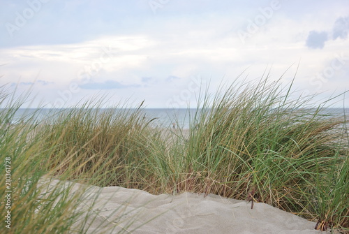 Green grass on the beach