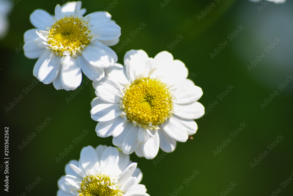 Obraz premium Macro Flower Chamomile