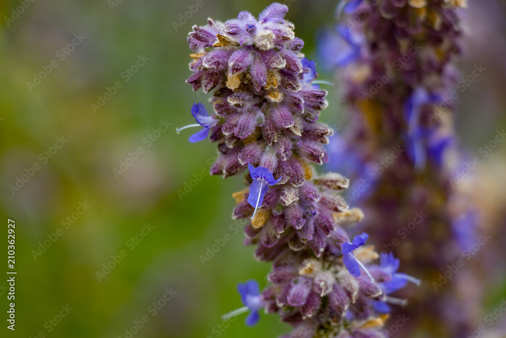 Obraz premium Lavendel