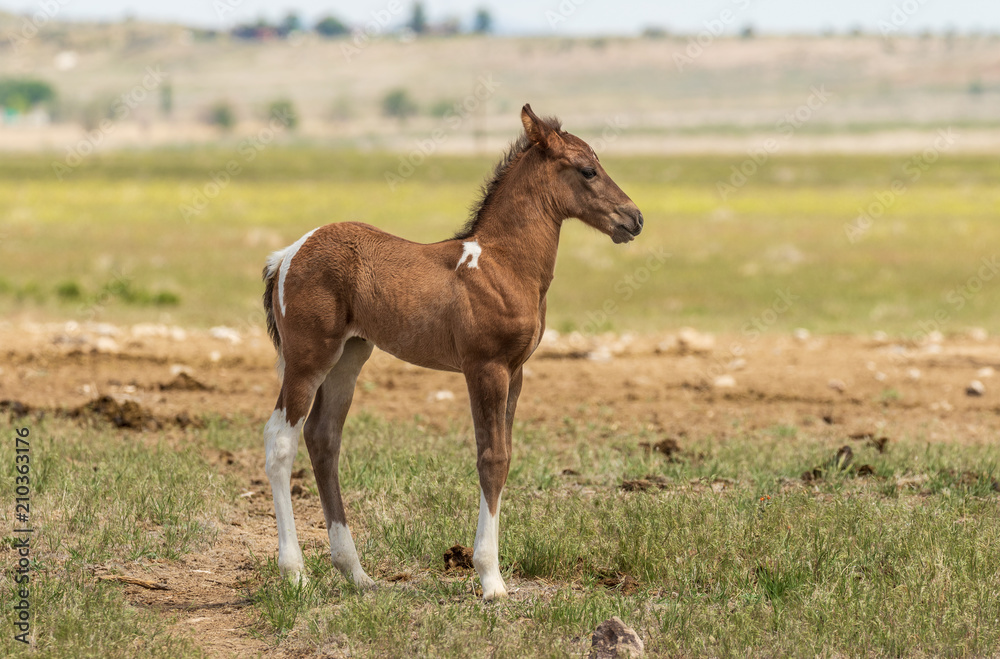 Obraz premium Cute Wild Horse Foal in Utah in Summer